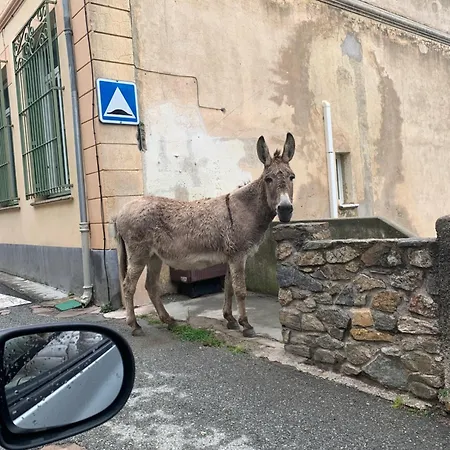Appartement Asco * Asco